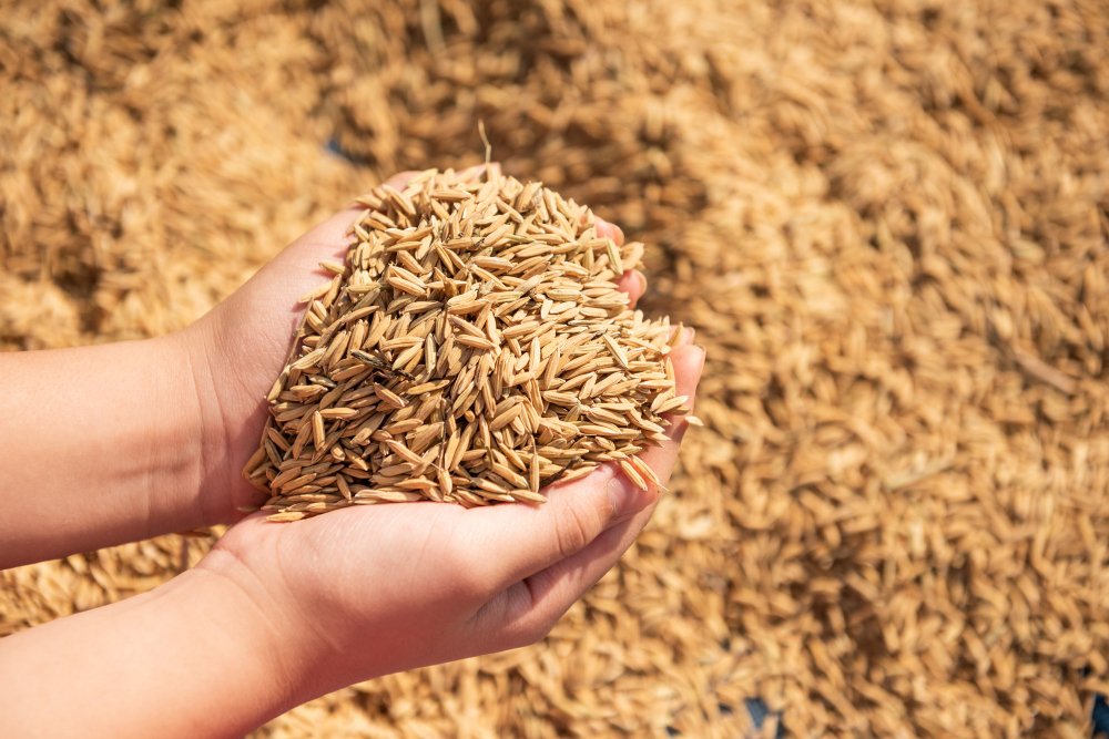 Long Grain Brown Rice