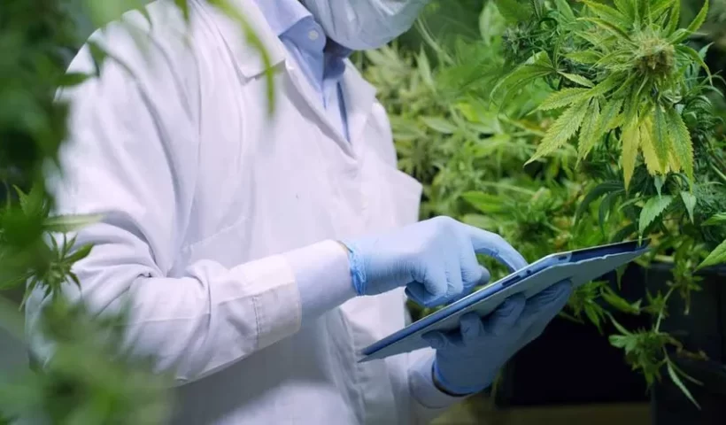 cannabis-extracts-and-concentrates_11zon